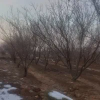 زمین-فروشی-400متر-چهار-دیواری-دارای-درخت