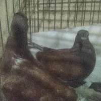 سخریج پلاکی و سبز پلاکی