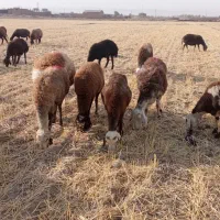 میش افشاری جوان آبستن