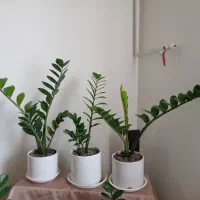 اگاو لاله ای بزرگ