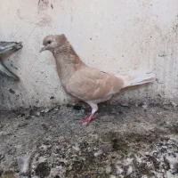 کفتر پرشی|پرنده|سبزوار, جهاد کشاورزی|دیوار