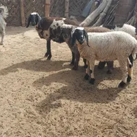 دوعددمیش محلی بادوتابره نرپشتگوه