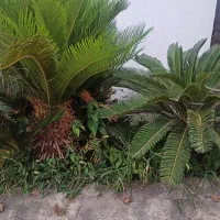 سیکاس|گل و گیاه طبیعی|رشت, پسیخان|دیوار