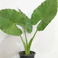 فروش فوق العاده گل بمناسبت روز مادر