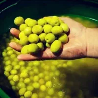 زیتون خیارشور ترشی