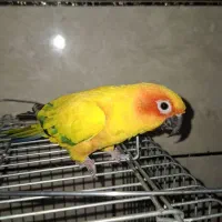 طوطی خورشیدی