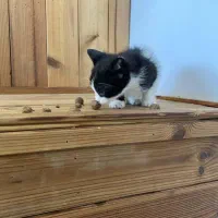 واگذاری گربه وبچه گربه