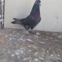 ساعتی کبوتر پرش بالا نر