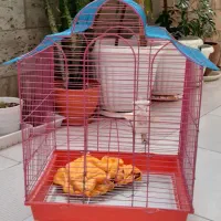 ۴عددقفس پرنده درحدنو