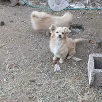 سگ پامر اشپیتز
