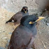 مرغ مینام گم شده به یابنده مژدگانی داده میشود|اشیا|فسا, |دیوار