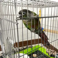 طوطی گرینچیک سخنگو رام دستی  معاوضه با سهره قرص|پرنده|باغستان, |دیوار