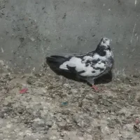 جانور|پرنده|آق قلا, |دیوار