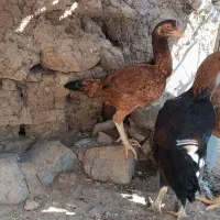 لاری|حیوانات مزرعه|مشگین شهر, |دیوار