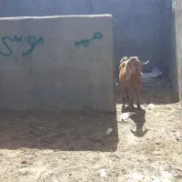 سونوگرافی،تشخیص آبستنی،سیدرگذاری در گوسفند