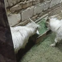 کره|حیوانات مزرعه|کرمان, |دیوار