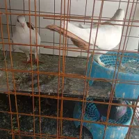 کبوتر فروشی نر ماده