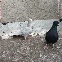 کفتر دم سفید