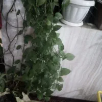 گل طبیعی
