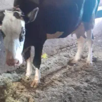 یک راس گاو شکم دوم باگو ساله نر سمینتال