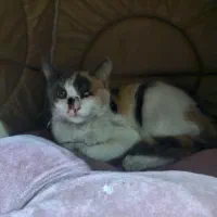 واگذاری گربه