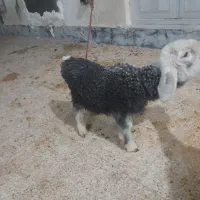 بره نر|حیوانات مزرعه|دیلم, |دیوار