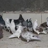 ۱۸ تا کبوتر غریب همه باهم تخفیف خوب میدم