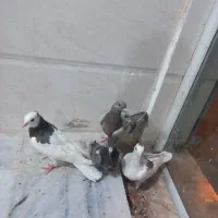 سه تا جوجه کفتر کبوتر مفت طوقی پولکی المانی