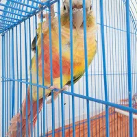 گیرینچیک|پرنده|گنبد کاووس, |دیوار