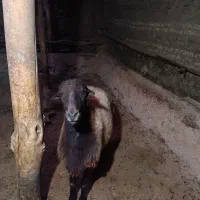 بەران بو فروش