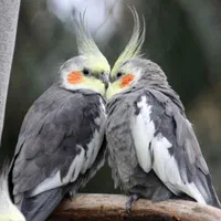 عروس هلندی گمشده  در لالهصحرا گلبرگ ۱۶ ساعت ۱۰و ۲۰|پرنده|رودهن, |دیوار