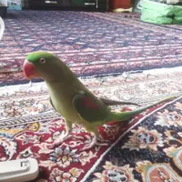 شاه طوطی ماده بالغ دستی رام سخنگو