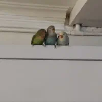 کوتوله برزیلی|پرنده|مشهد, شهرک امام هادی (شهرک غرب)|دیوار