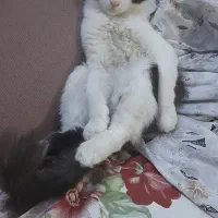 ۵ تا گربه رایگان خانواده هستن