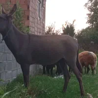 الاغ گوسفندی سه ساله نر