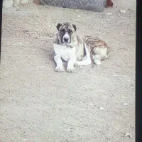 این‌دزدهشده