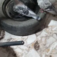 نروماده بدرنگ کلاغ