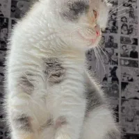 گربه پرشین اگزاتیک|گربه|مشهد, الهیه|دیوار