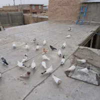 کبوتر کله دار سینه سرخ دم سیاه|پرنده|کبودرآهنگ, |دیوار