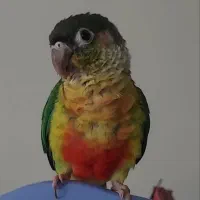 طوطی گرینچیک