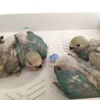 فروش کوتوله برزیلی سرلاکی