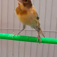 قناری نر مستخون  ماده اماده|پرنده|مشهد, هفده شهریور|دیوار