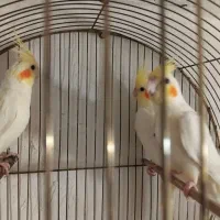 جوجه عروس هلندی|پرنده|پارس‌آباد, |دیوار