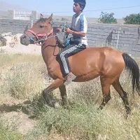اسب‌ مادیان آبستن