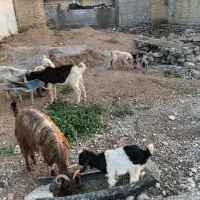 ۵ بز ۲ بیگ ۱بعده|حیوانات مزرعه|شوشتر, |دیوار