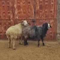 فروش دو راس قوچ،گوسفند