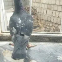 کبوتر گرفتنی پلاکی