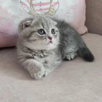 گربه اسکاتیش و بریتیش|گربه|مشهد, الهیه|دیوار