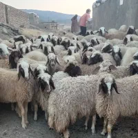 گوسفند میش سنجاوی وه کرماشان