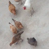جوجه وخروس بومی